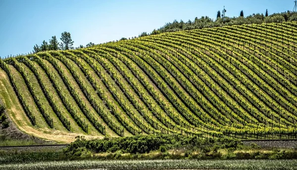 Виноградники долины Сонома и Напа в Калифорнии — стоковое фото