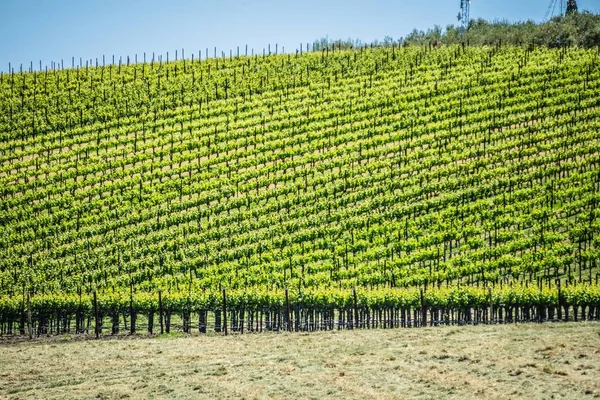 Sonoma en napa valley wijngaarden in Californië — Stockfoto