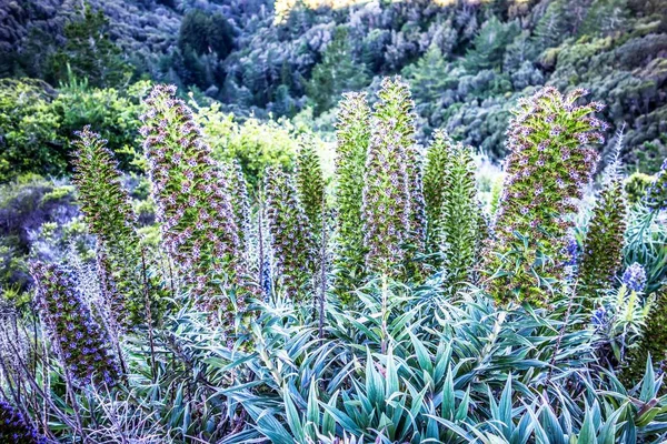 Hadinec obecný Květiny poblíž muir woods Kalifornie — Stock fotografie