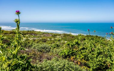 Pasifik Okyanusu kıyı plajları kayalar ve kayalıklarla sahneleri
