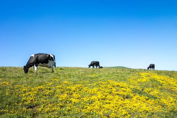 Sunny morning lighting pasture with farm cows — Stock Photo, Image