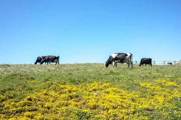 Sunny morning lighting pasture with farm cows — Stock Photo, Image