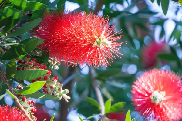 Каллистемон цитрин красный пушистый пушистый цветок — стоковое фото