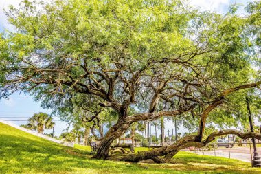 küçük taşra kasabasında eski eğri ağaç
