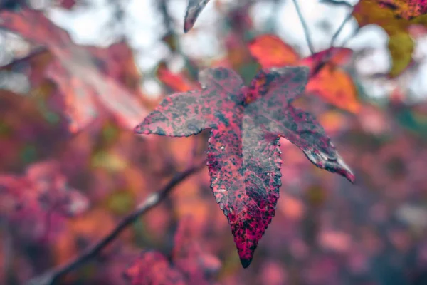 秋の季節と色変化する紅葉シーズン — ストック写真