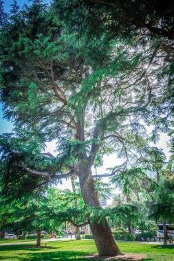 ağaçlar ve banklar ile şehir şehir parkı