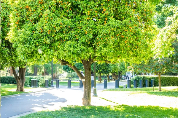 Ağaçlar ve banklar ile şehir şehir parkı — Stok fotoğraf
