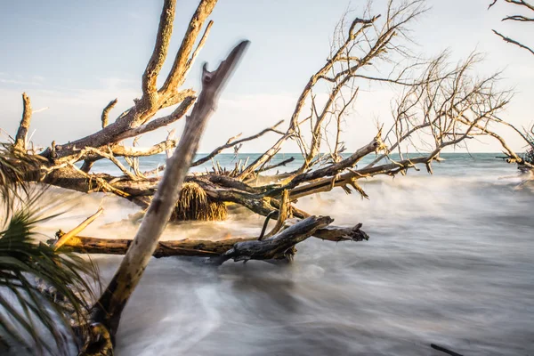 Vieux arbres morts sur les rives de la plage d'Edisto côte près de la baie botanique p — Photo