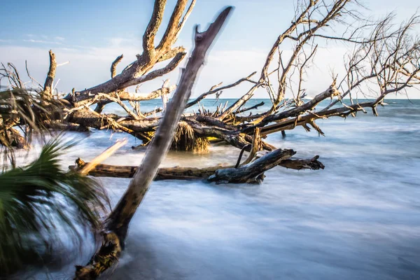 Viejos árboles muertos a orillas de la costa de la playa edisto cerca de la bahía de botánica p — Foto de Stock