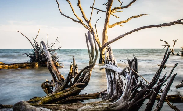 Vieux arbres morts sur les rives de la plage d'Edisto côte près de la baie botanique p — Photo
