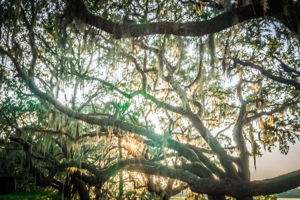 Live Oak Tree med Quercus virginiana och spansk mossa i solnedgången — Stockfoto