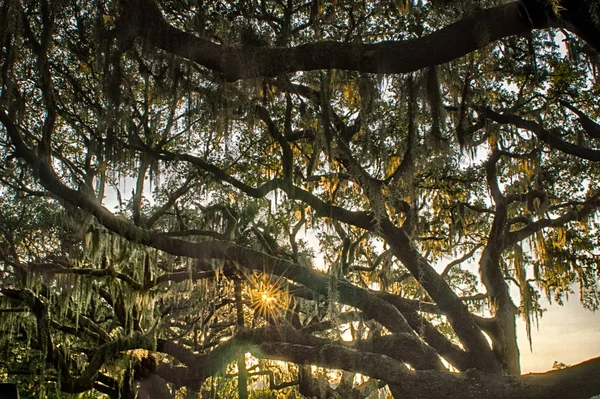 Árvore de carvalho vivo com Quercus virginiana e musgo espanhol ao pôr-do-sol — Fotografia de Stock