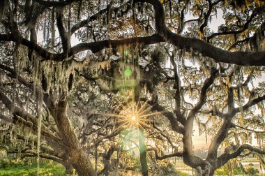 Quercus virginiana ve gün batımında İspanyolca Moss ile canlı meşe ağacı