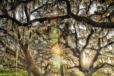 Live Oak Tree with Quercus virginiana and Spanish Moss at sunset clipart
