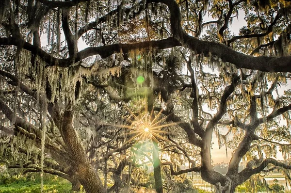 Live Oak Tree with Quercus virginiana and Spanish Moss at sunset — Stock Photo, Image