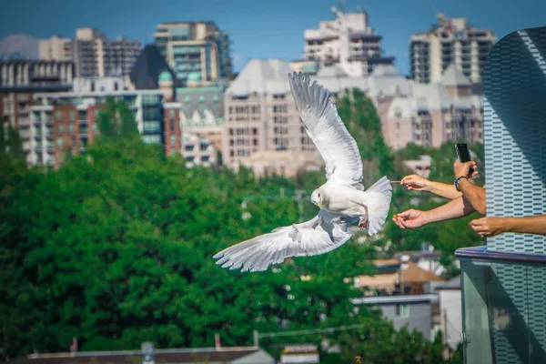 Menschen füttern Möwen von einem Kreuzfahrtschiff — Stockfoto