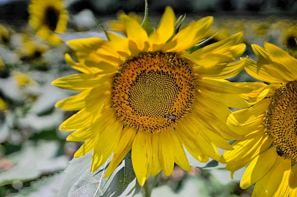 Mooie gele zonnebloem bloeien op een boerderij veld — Stockfoto