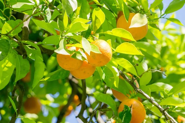 시내에서 캘리포니아 밝은 오렌지 과일 나무 캘리포니아에서 새크라멘토 — 스톡 사진