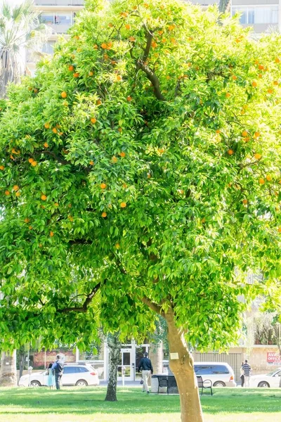 California jasny pomarańczowy owoc drzewa w centrum miasta sacramento w ca — Zdjęcie stockowe