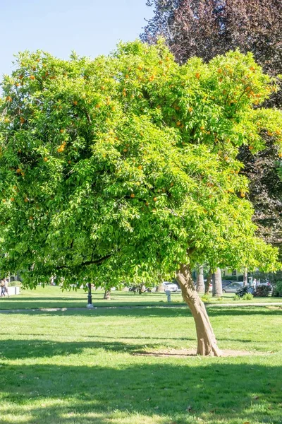 Kalifornien ljusa orange fruktträd i centrala sacramento i Kalifornien — Stockfoto