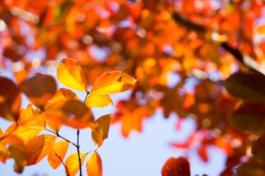 Sonbahar sezonu güneş ışığı bir ağaçta yaprak