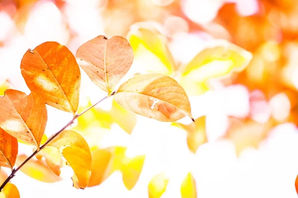 Höst löv på ett träd i solljus — Stockfoto