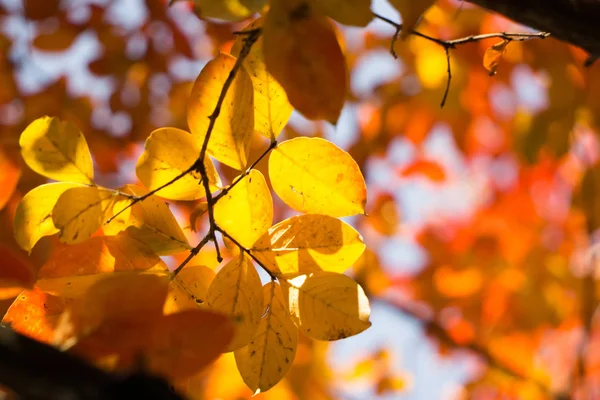 Foglie di stagione di autunno su un albero in luce di sole — Foto Stock