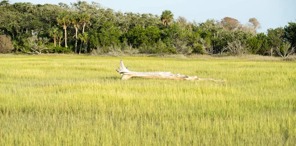 Scener på botany bay plantation nära charleston south carolina — Stockfoto