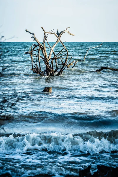 Scény v botany bay plantáž poblíž charleston (Jižní Karolína) — Stock fotografie