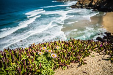 Pasifik Okyanusu big sur coatal plajları ve manzara