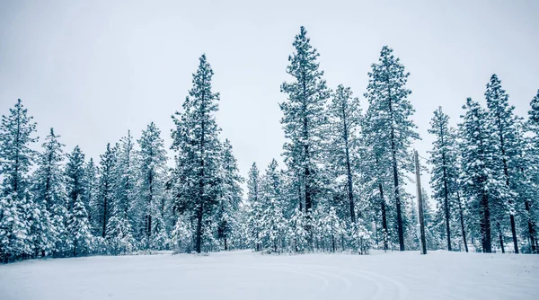 Fehér hideg fagyasztott téli erdő washington államban — Stock Fotó