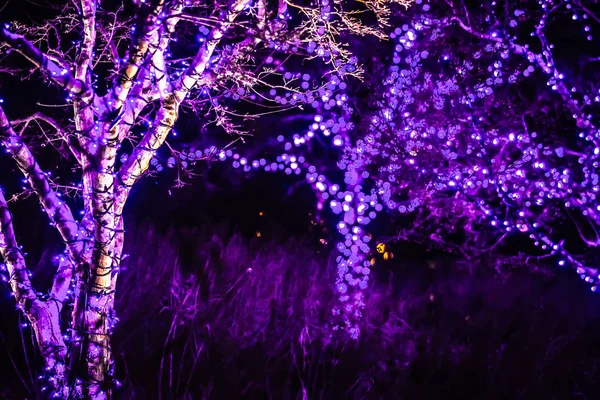 Natal temporada decorações e luzes em jardins — Fotografia de Stock