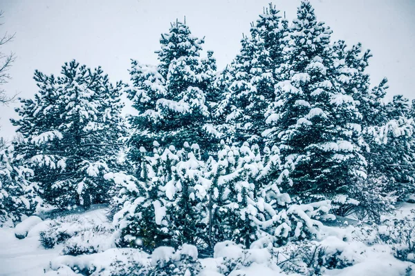 Floresta congelada fria branca do inverno no estado de washington — Fotografia de Stock