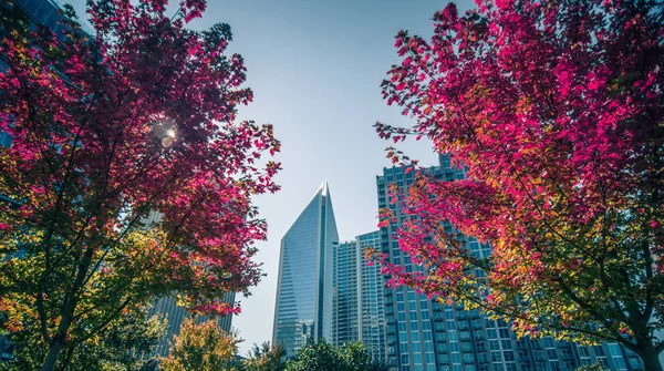 Aututmn season in charlotte north carolina — Stock Photo, Image