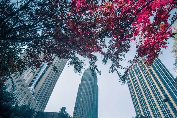 Aututmn 季节在夏洛特北卡罗来纳 — 图库照片