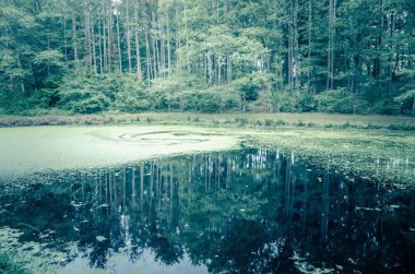 small pond and reflections in goddard park east greenwich rhode island clipart