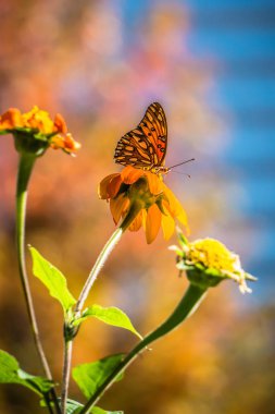 Sonbahar sezonu çiçek ve kelebek