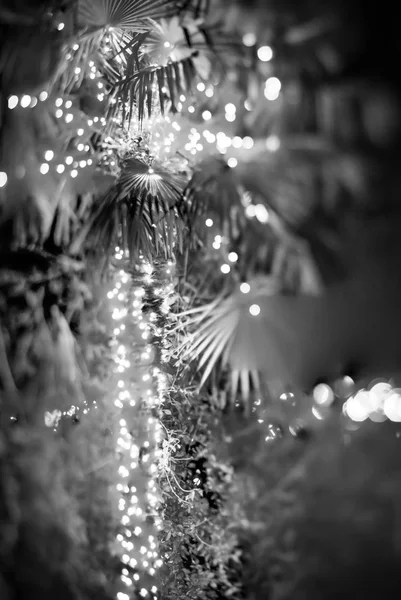 Palm Trees Decorated Christmas Lights Gardens — Stock Photo, Image