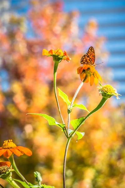 Φθινόπωρο Σεζόν Λουλούδια Και Πεταλούδα — Φωτογραφία Αρχείου