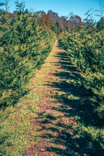 晴れた日にサウスカロライナ クリスマス ツリー農園 — ストック写真