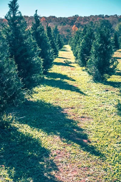 South Carolina Weihnachtsbaumfarm Einem Sonnigen Tag — Stockfoto