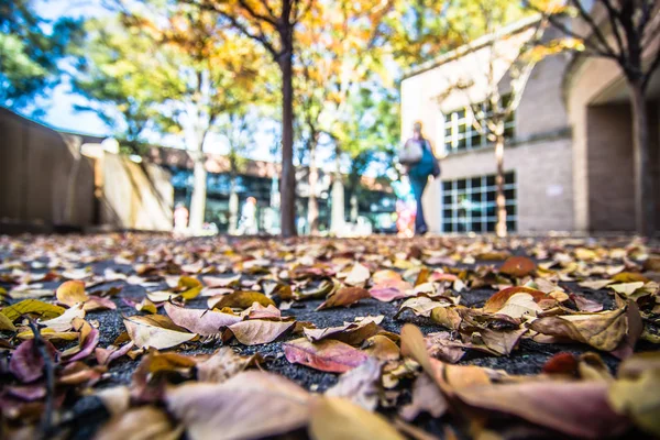 Stagione autunnale in Charlotte North Carolina — Foto Stock