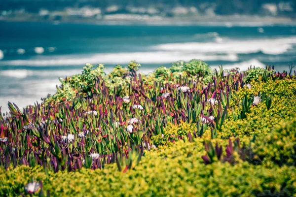 Western USA Pacific coast in California