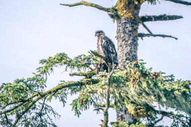 Juveniel ve yetişkin kel kartal üstünde bir ağaç