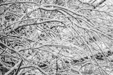 charlotte şehir sokaklarını Kuzey Carolina'da çevresinde nadir Kışlıklar mix