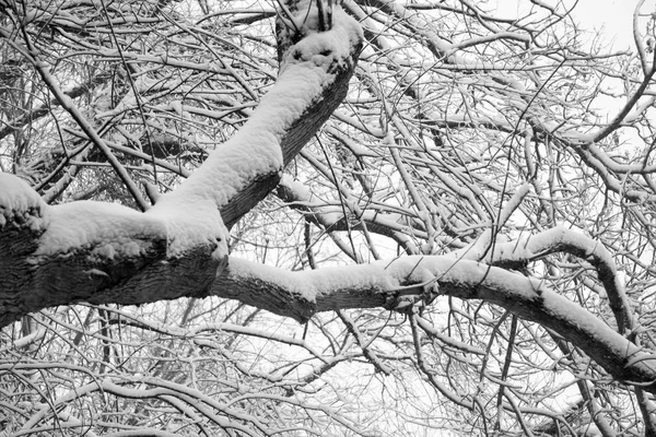 Zeldzame winterse mix rond de straten van de stad van charlotte in Noord-carolina — Stockfoto