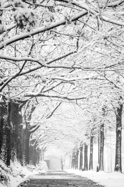 Rzadkie zimowa mieszanka ulicami miasta charlotte w Północnej Karolinie — Zdjęcie stockowe