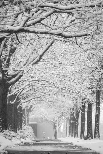 Mistura invernal rara em torno das ruas da cidade de charlotte na Carolina do Norte — Fotografia de Stock