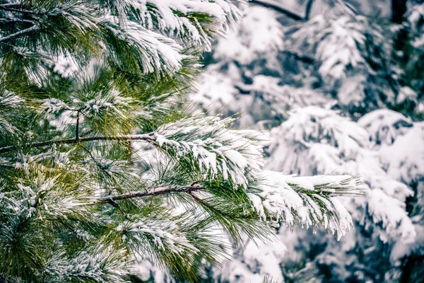 Groenblijvende planten bedekt met sneeuw in januari na Winter Storm — Stockfoto