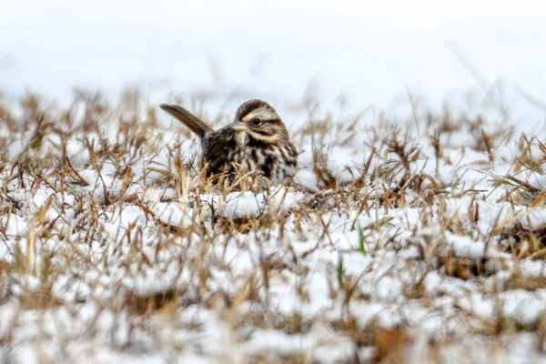 Piccolo uccellino tweety che sta al caldo e gioca nella neve — Foto Stock